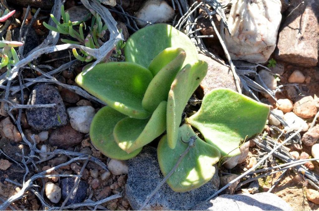 Tylecodon atropurpureus