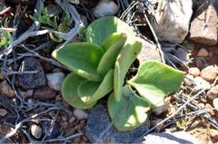Tylecodon atropurpureus