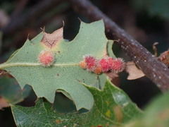 Atrusca trimaculosa