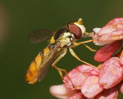 Sphaerophoria macrogaster