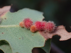 Atrusca trimaculosa