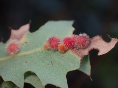Atrusca trimaculosa