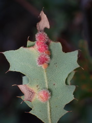 Atrusca trimaculosa