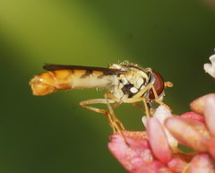 Sphaerophoria macrogaster