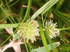 Cyperus brevifolioides