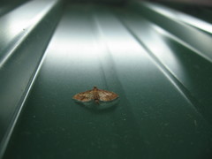 Cnaphalocrocis