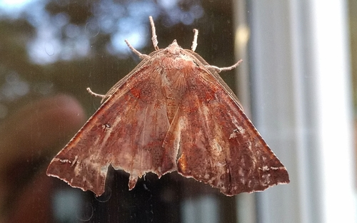 Synnomos narangia