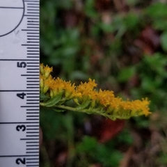 Solidago canadensis canadensis