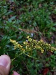 Solidago canadensis canadensis