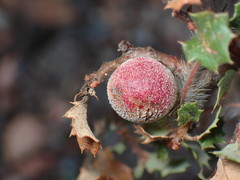 Burnettweldia californicordazi