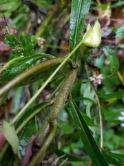 Solidago canadensis canadensis