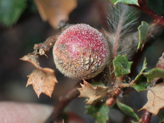 Burnettweldia californicordazi