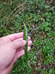 Solidago canadensis canadensis