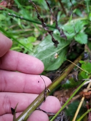 Solidago canadensis canadensis