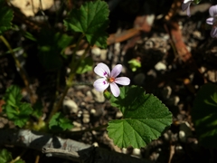 Pelargonium littorale