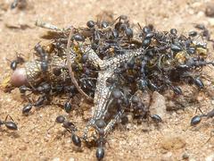 Monomorium albopilosum