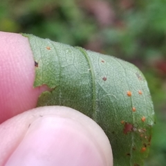 Solidago canadensis canadensis