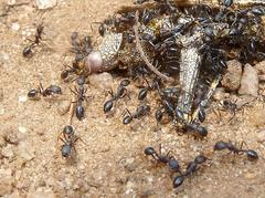 Monomorium albopilosum