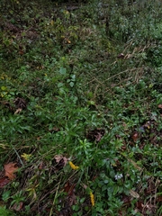 Solidago canadensis canadensis