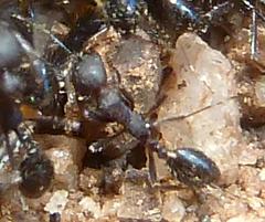 Monomorium albopilosum