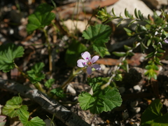 Pelargonium littorale