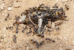 Monomorium albopilosum