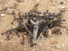 Monomorium albopilosum