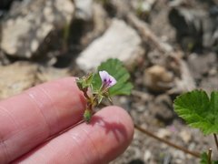 Pelargonium littorale