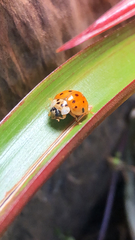 Harmonia axyridis
