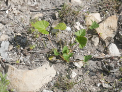 Pelargonium littorale