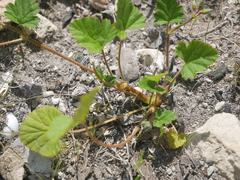 Pelargonium littorale
