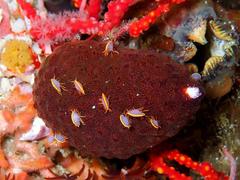 Ochlesis lenticulosus