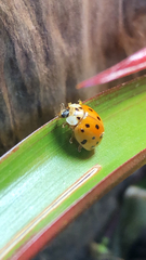 Harmonia axyridis