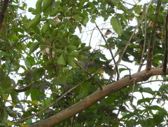 Microspingus cabanisi