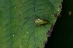 Stictolobus borealis