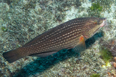 Notolabrus inscriptus