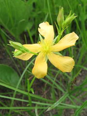 Hypericum lalandii