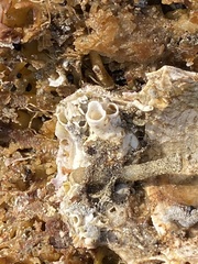 Thylacodes adamsii