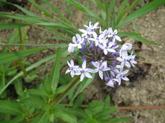Pentanisia prunelloides
