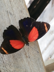 Callicore texa loxicha