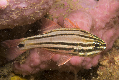 Sydney-kardinaalbaars (Ostorhinchus limenus) — Apogonidae