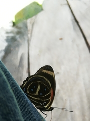 Callicore texa loxicha