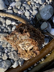 Thylacodes adamsii