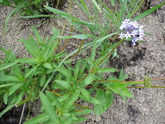 Pentanisia prunelloides