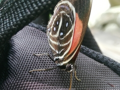 Callicore texa loxicha
