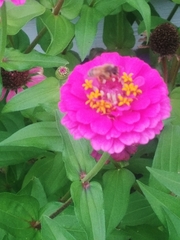 Apis mellifera