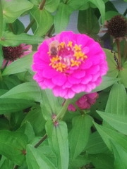 Apis mellifera