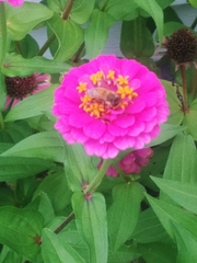 Apis mellifera