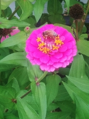 Apis mellifera