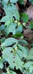 Elatostema parvum